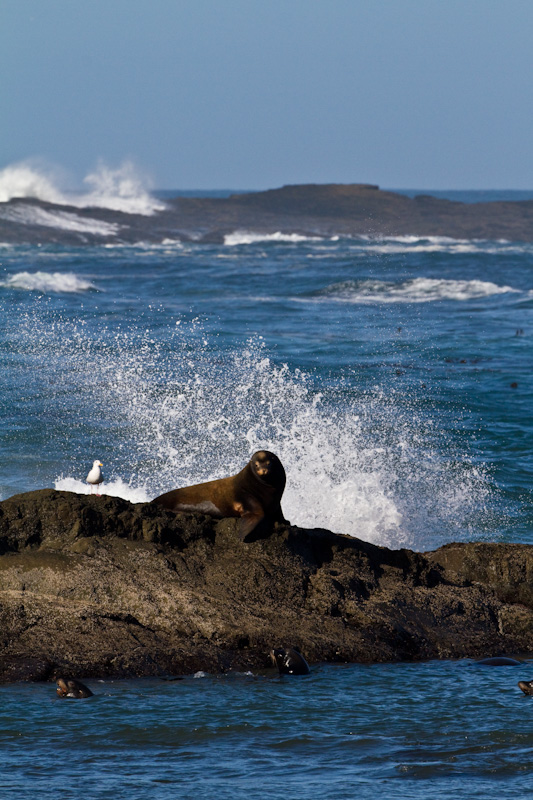 California Sea Lion And Breaking Waves